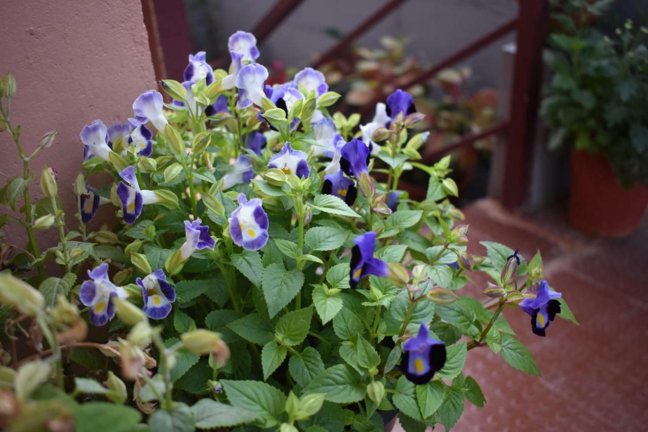 Srishti Homestay Madikeri Buitenkant foto